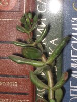 succula ovata Golum.jpg