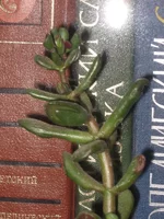 succula ovata Golum.webp