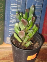 succula ovata Hobbit.webp