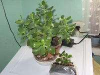 succula ovata Sunset.webp