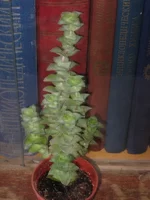 succula_perforata.jpg