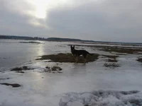 на реке.webp