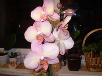 P2070428.webp