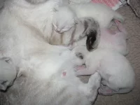 img003.webp