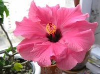 -голландец.webp
