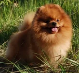 005.webp