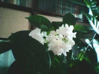Photo0235.webp