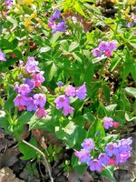 IMG_20180421_185310.jpg
