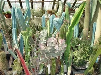 DSC09237.webp