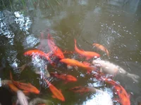 DSC09274.webp