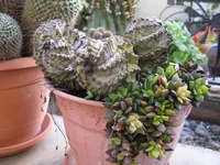 IMG_2246.webp