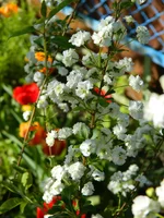DSCN9989.webp