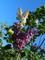DSCN0008.webp