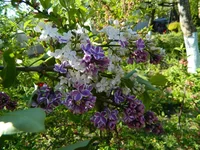 DSCN0002.webp