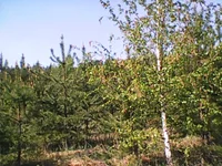 Photo0243.webp