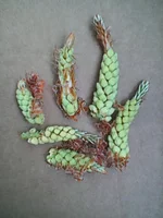 Photo0248.webp