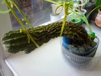 IMG_20180505_122942[1].webp