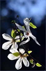 .webp