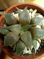 P_20180513_114835_1_p.jpg