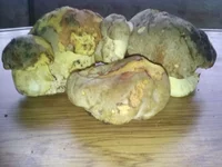IMG_20180519_142853.webp