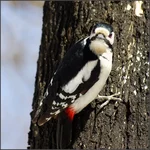DSC02201.webp
