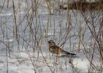 IMG_0864.webp