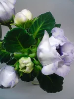 DSC00643.webp