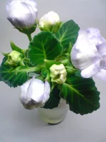 DSC00644.webp