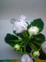 DSC00645.webp