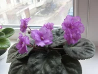 .webp