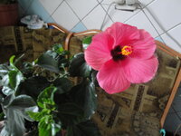 цветочки мои 057.jpg