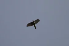 IMG_1509.jpg