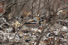 IMG_1514.jpg