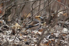 IMG_1516.jpg