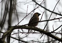 IMG_1521.jpg
