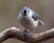 IMG_7242-1_Tifted-Titmouse_w3.webp