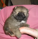  Фериде 23.02.2010г. 052.webp