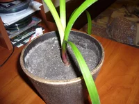 P1040460.webp