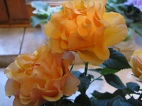  002.webp