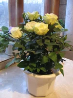  011.webp