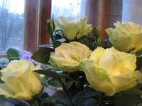  010.webp