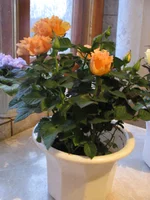  012.webp