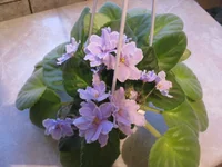  020.webp