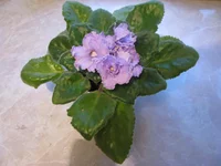  026.webp