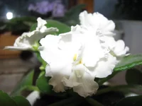  029.webp