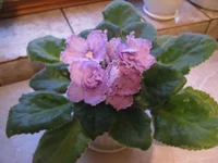  033.webp