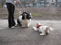  595.webp
