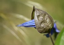 -ку.webp