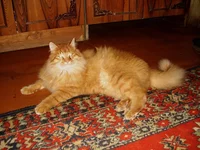 DSC00184.webp