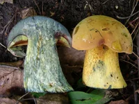 Boletus luridus.webp